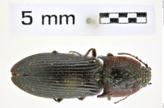 Foto (Dorsalansicht) von Selatosomus carbo (LeConte, 1853) (NHMW-ZOO-COL-0008350)
